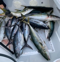 Yellowtail Amberjack Fishing in Dana Point, California