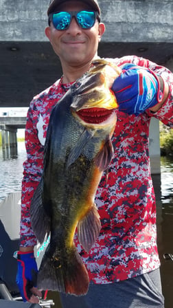 Peacock Bass fishing in Fort Lauderdale, Florida