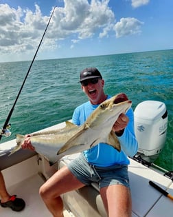 Cobia Fishing in Sarasota, Florida