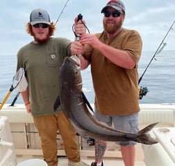 Cobia Fishing in Charleston, South Carolina