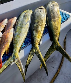 Fishing in Rockport, Texas