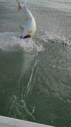 Tarpon fishing in Port O'Connor, Texas