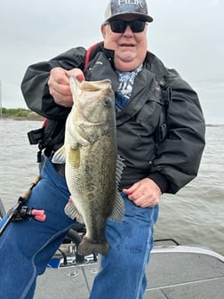 Largemouth Bass Fishing in Alba, Texas