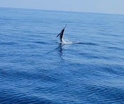 Mahi Mahi / Dorado fishing in Virginia Beach, Virginia