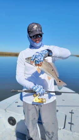 Redfish Fishing in Golden Meadow, Louisiana