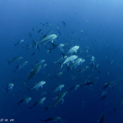 Horse-eye Jack Fishing in Cabo San Lucas, Baja California Sur