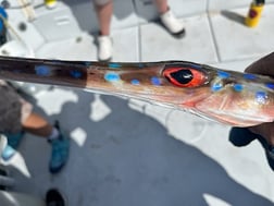 Fishing in Riviera Beach, Florida