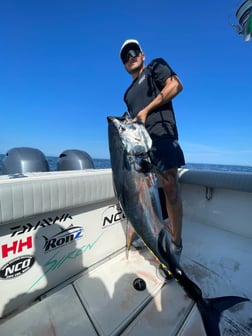 Yellowfin Tuna fishing in Chatham, Massachusetts