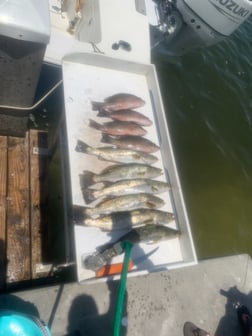 Speckled Trout Fishing in Bradenton, Florida