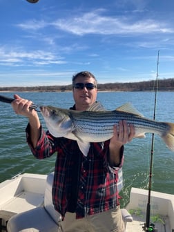 Striped Bass Fishing in Pottsboro, Texas