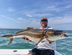 Cobia fishing in Virginia Beach, Virginia