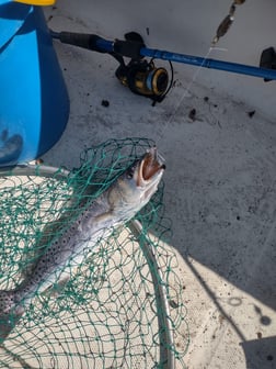 Redfish Fishing in Brunswick, Georgia