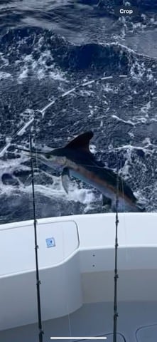 Fishing in San Juan, Puerto Rico