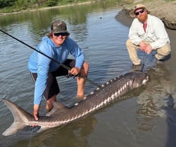 Sturgeon Fishing in Anderson, California