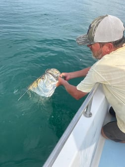 Tarpon fishing in Trails End Road, Wilmington, N, North Carolina