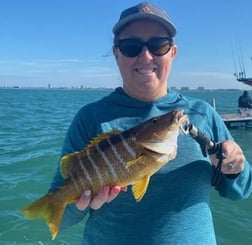 Mangrove Snapper, Scup / Porgy, Sheepshead Fishing in Sarasota, Florida