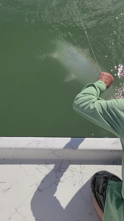 Tarpon fishing in Port O'Connor, Texas