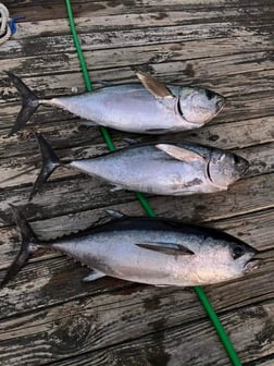 Fishing in Wanchese, North Carolina