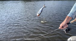 Tarpon Fishing in Jupiter, Florida