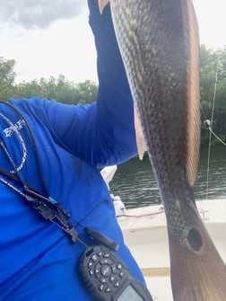 Hogfish fishing in St. Petersburg, Florida