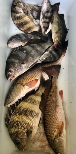 Black Drum Fishing in Biloxi, Mississippi, USA