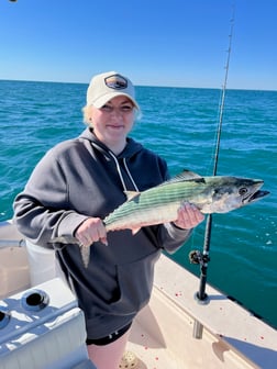 Bonito Fishing in Beaufort, North Carolina