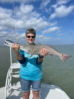 Speckled Trout / Spotted Seatrout Fishing in South Padre Island, Texas