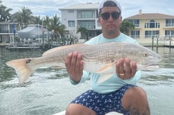 Tripletail fishing in Clearwater, Florida