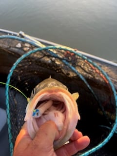 Hybrid Striped Bass Fishing in Anderson, California