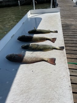 Redfish Fishing in South Padre Island, Texas