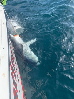 Mako Shark Fishing in Freeport, New York, USA