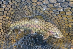 Rainbow Trout fishing in Deer Lodge, Montana