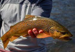 Brown Trout Fishing in Johnson City, Tennessee