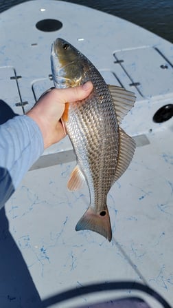 Redfish Fishing in Golden Meadow, Louisiana