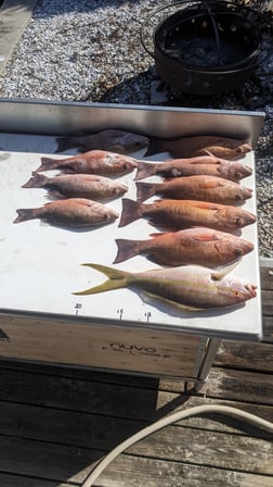 Mangrove Snapper, Yellowtail Snapper Fishing in St. Petersburg, Florida