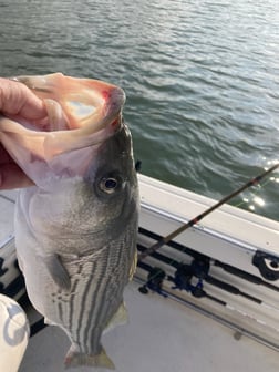 Hybrid Striped Bass Fishing in Pottsboro, Texas