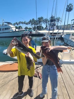 Tautog Fishing in Long Beach, California