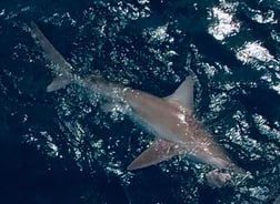 Blacktip Shark Fishing in Miami, Florida