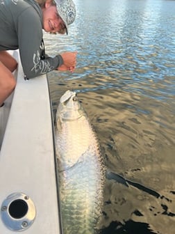 Tarpon fishing in Miami Beach, Florida