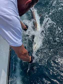 Blue Marlin Fishing in Montauk, New York