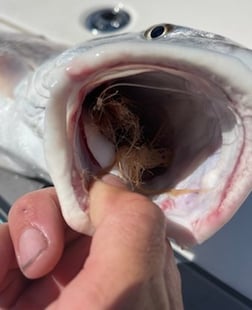 Bonnethead Shark fishing in Wrightsville Beach, North Carolina