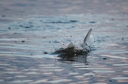 Bonnethead Shark fishing in Wrightsville Beach, North Carolina