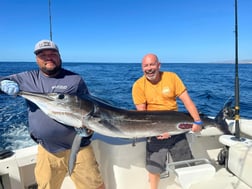 Sailfish Fishing in Cabo San Lucas, Baja California Sur