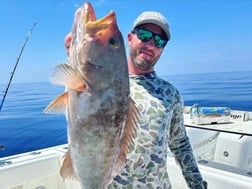 Goliath Grouper Fishing in Clearwater, Florida