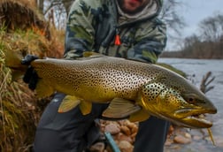 Brown Trout Fishing in Johnson City, Tennessee