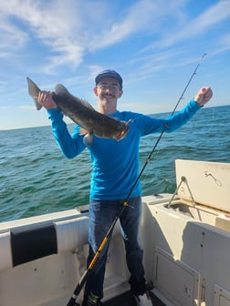 Gag Grouper Fishing in Belleair Bluffs, Florida