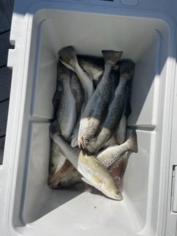 Fishing in Corpus Christi, Texas