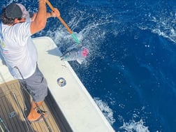 Wahoo Fishing in San Juan, Puerto Rico