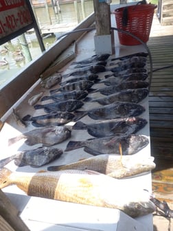 Black Drum, Redfish fishing in Houston, Texas