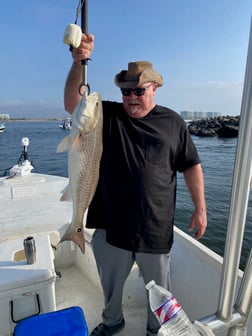 Black Drum Fishing in Orange Beach, Alabama